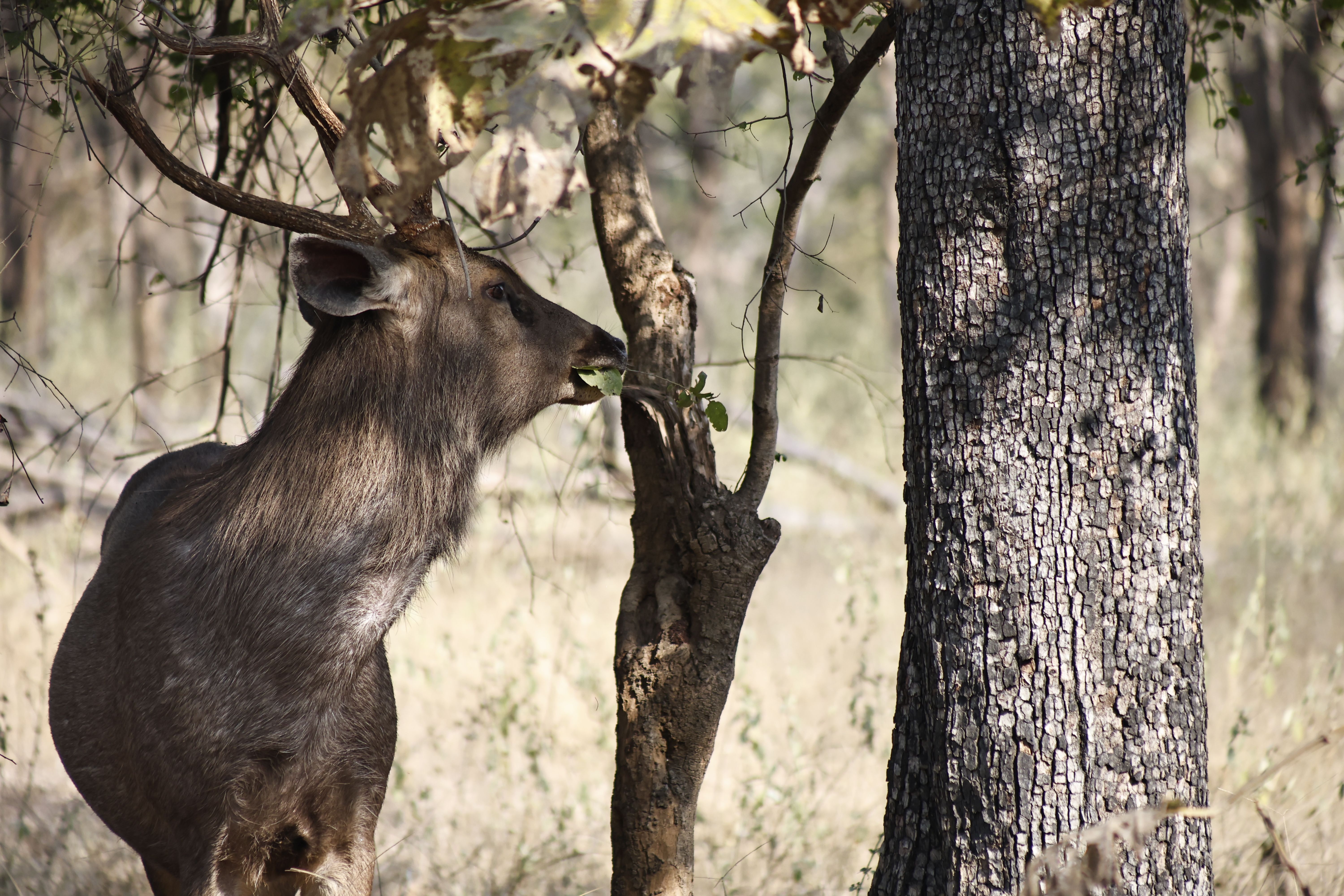 Sambar Deer Grazing in Forest Habitat · Free Stock Photo