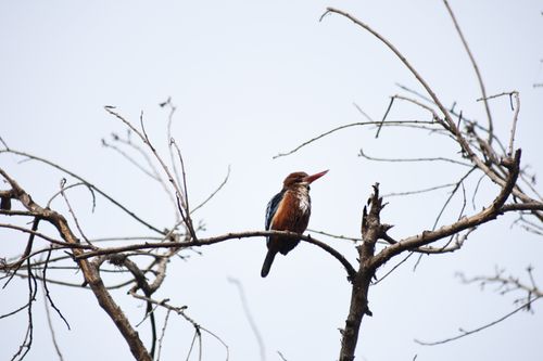 Free A kingfisher bird sits on a leafless tree branch against a clear sky. Stock Photo