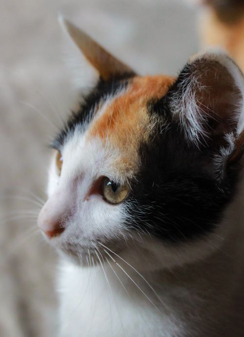 Free Close-up portrait of a calico cat showing its alert and intense focus, highlighting its vibrant fur colors. Stock Photo