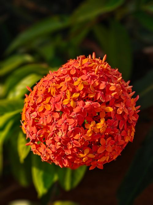 Free Close-up of a vibrant red Ixora flower cluster in full bloom against green foliage. Stock Photo