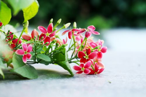 Free A stunning close-up of vibrant red Rangoon Creeper blossoms with lush green leaves on a blurred background. Stock Photo