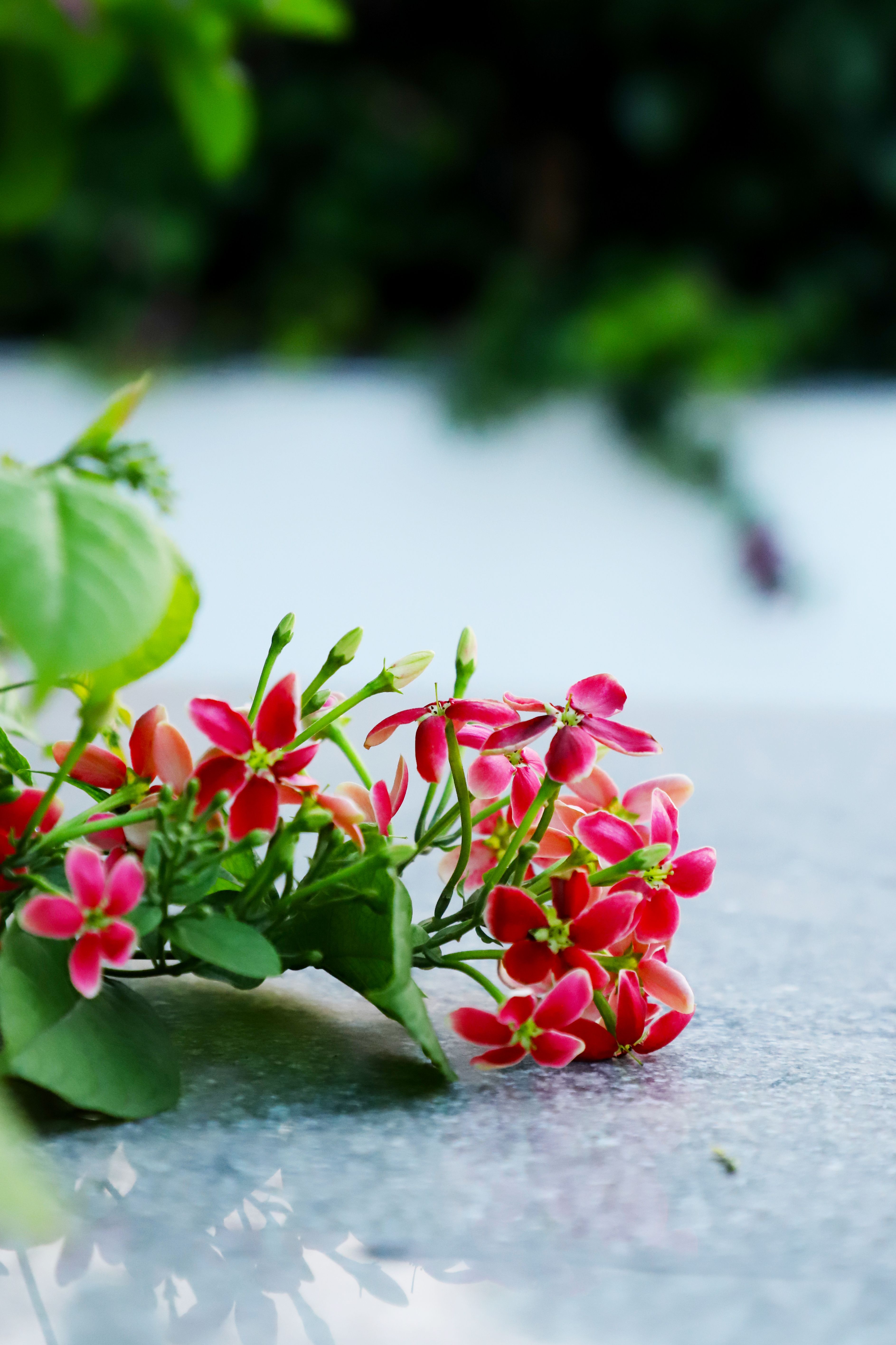 [ColoSach]-enhance-your-design-with-this-stunning-close-up-of-vibrant-red-flowers-laid-artistically-on-a-reflective-marble-surface.