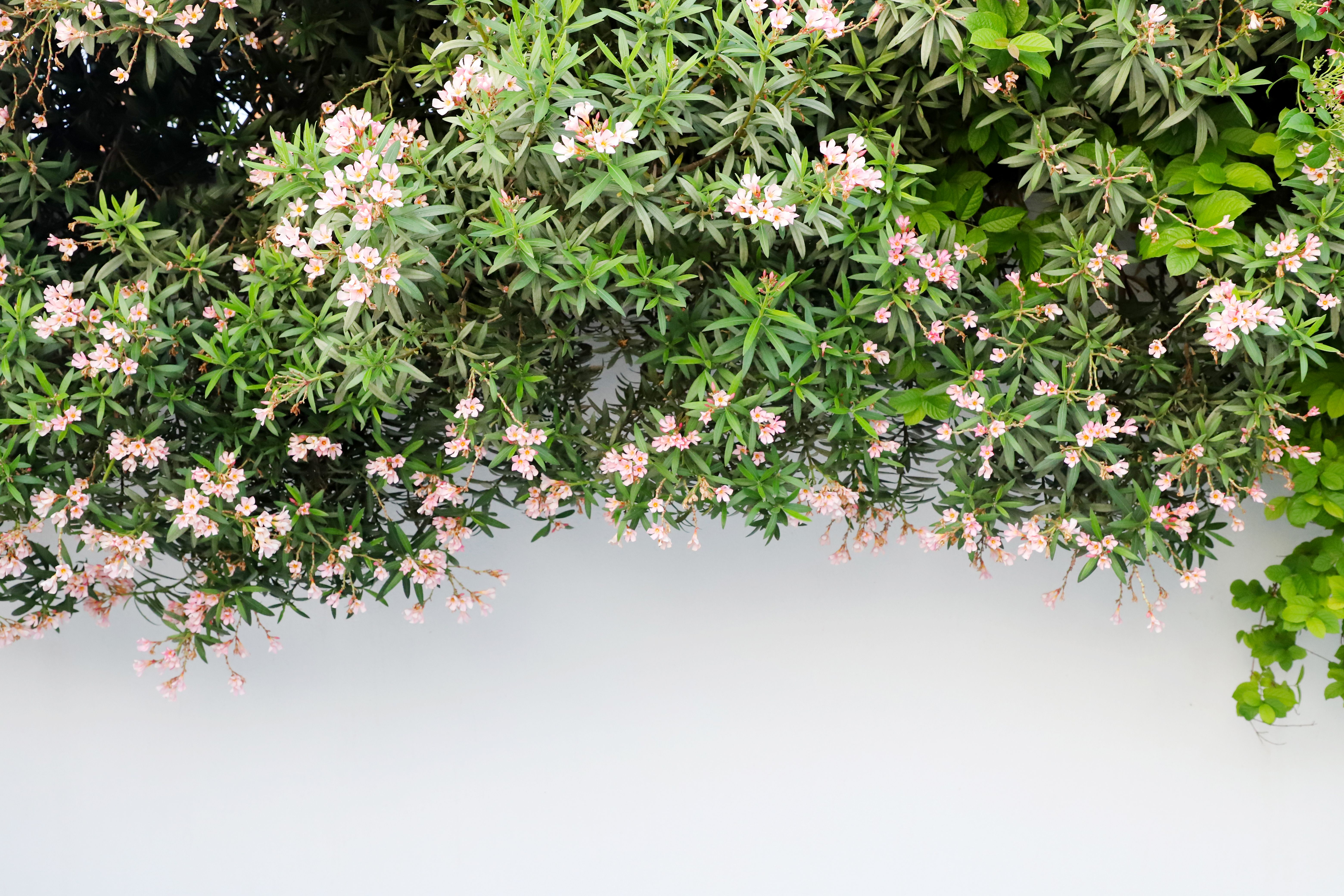 shrub non toxic dogs