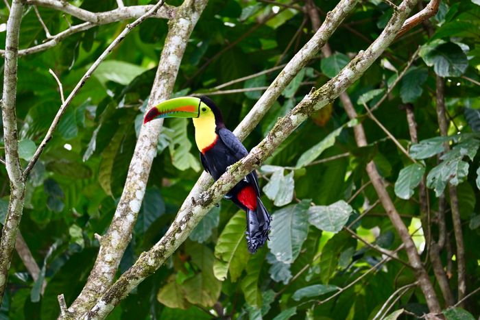 Toucan dans la végétation de la côte caraïbe du Costa Rica