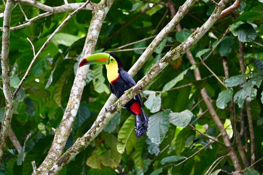 Nature et cultures, cap sur la Caraïbe — circuit accompagné Costa Rica