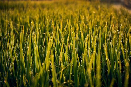 Free A close-up view of vibrant green grass with dewdrops glistening in the warm morning light. Stock Photo