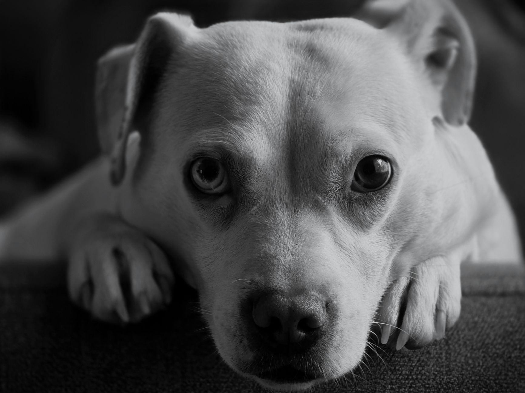A dog undergoing diagnostic blood testing at a veterinary clinic