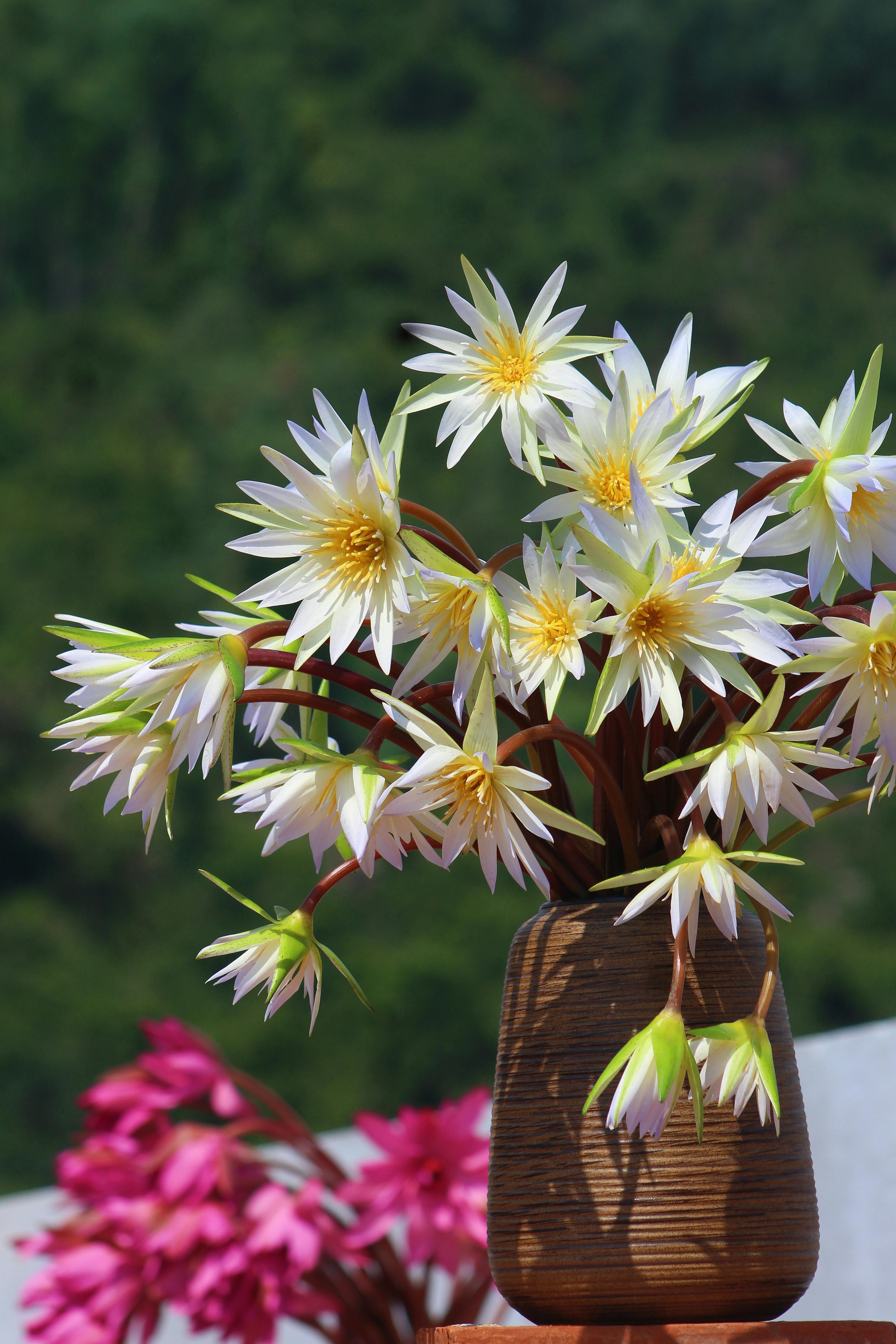 [ColoSach]-a-bouquet-of-white-flowers-in-a-rustic-vase-with-vibrant-greenery.
