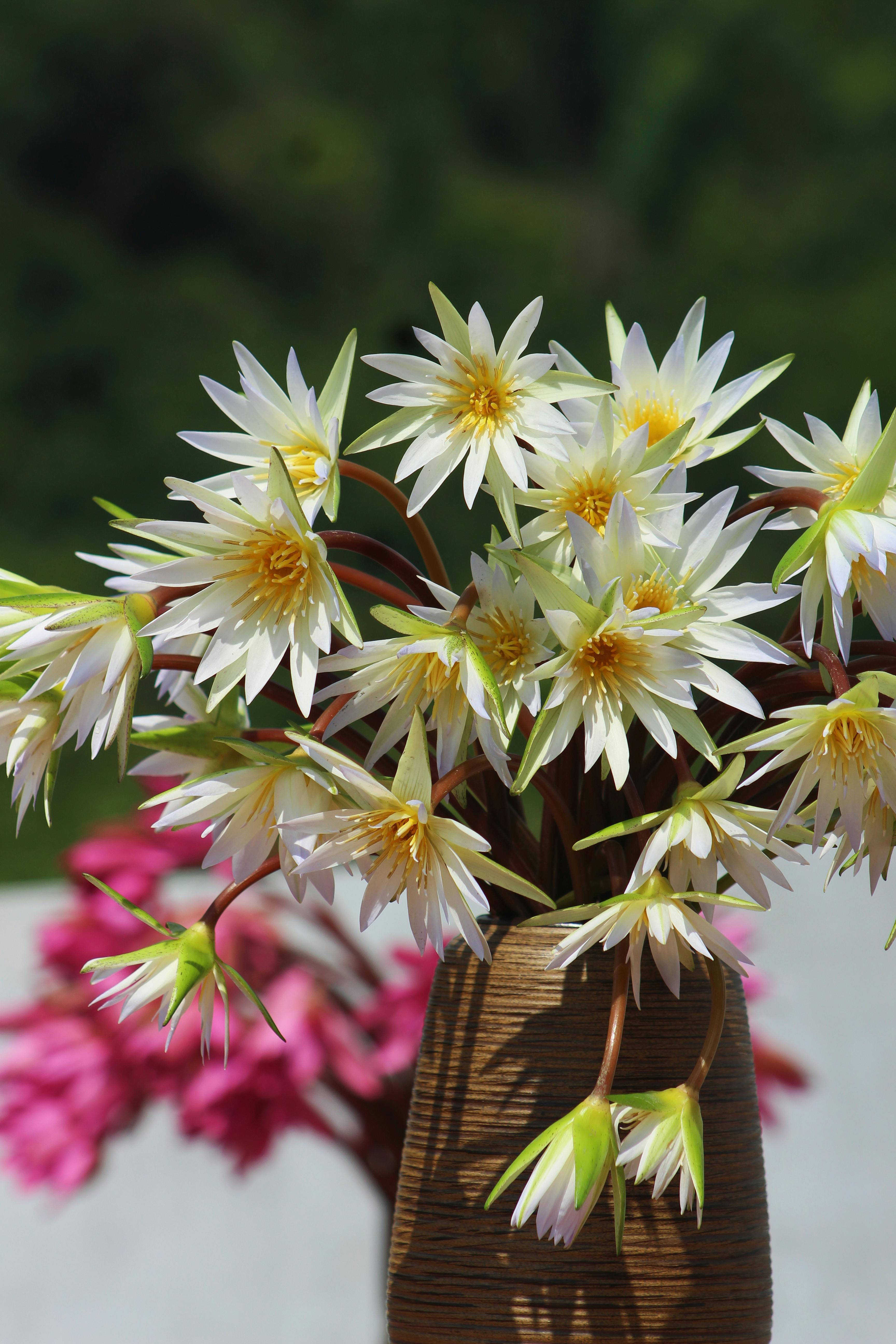 [ColoSach]-a-vibrant-display-of-white-water-lilies-elegantly-arranged-in-a-wooden-vase-set-against-a-lush-green-background.