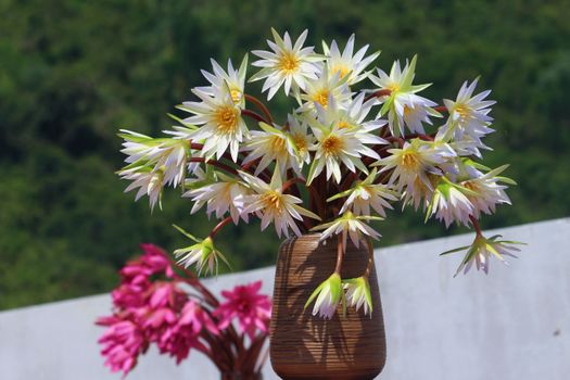 Beautiful display of white water lilies in a wooden vase against a lush green backdrop.