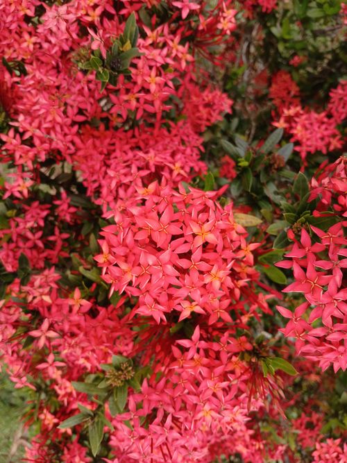 Free Detailed close-up of Ixora flowers in a lush garden setting. Stock Photo