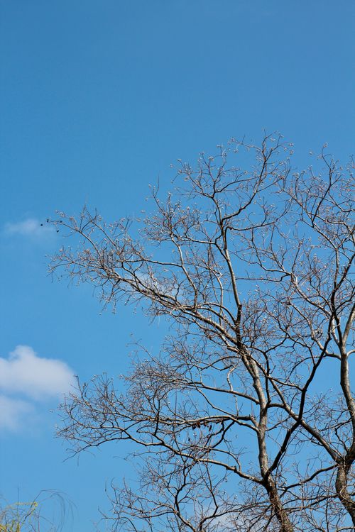 Free Captivating view of bare tree branches silhouetted against a vibrant blue sky in Shanghai, China. Stock Photo