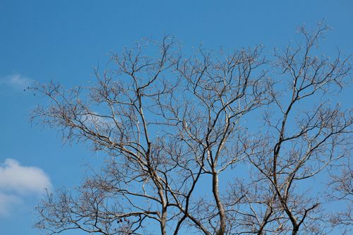 Free A clear blue sky provides the backdrop for bare tree branches, capturing a serene winter moment. Stock Photo