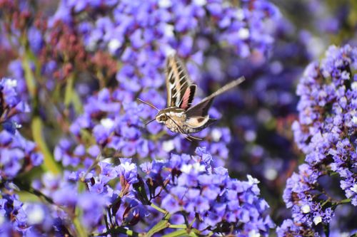 Free Close-up of a hummingbird moth hovering over vibrant blue flowers in a garden. Stock Photo