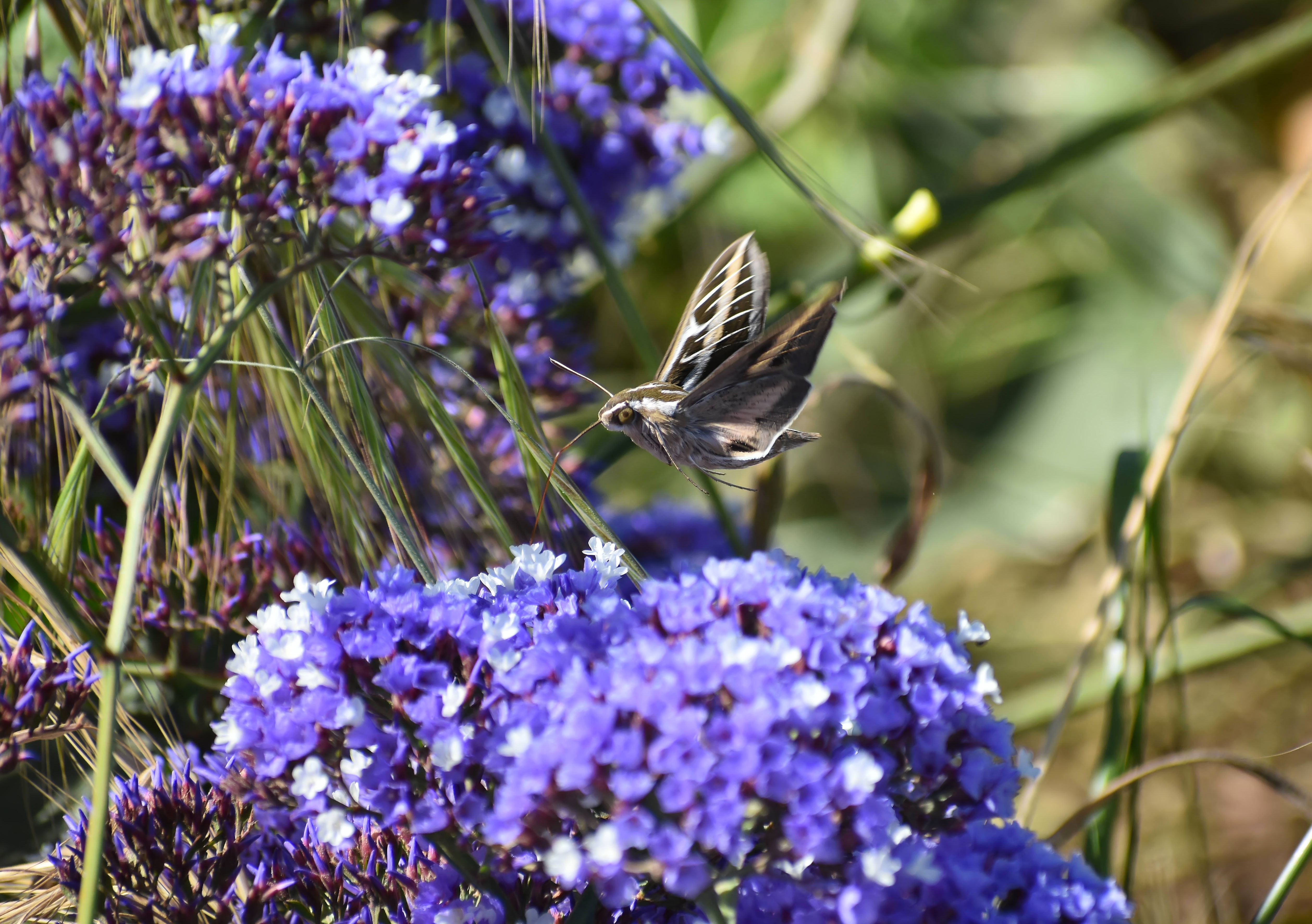 A stunning butterfly hovering over vivid purple flowers, captured in a natural outdoor setting.