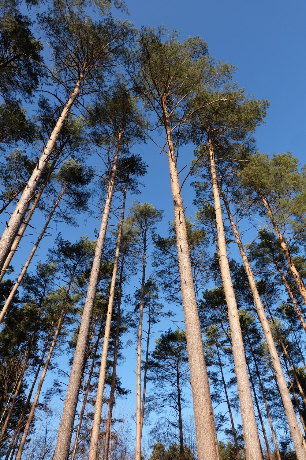 Tall Pine Trees against Clear Blue Sky · Free Stock Photo
