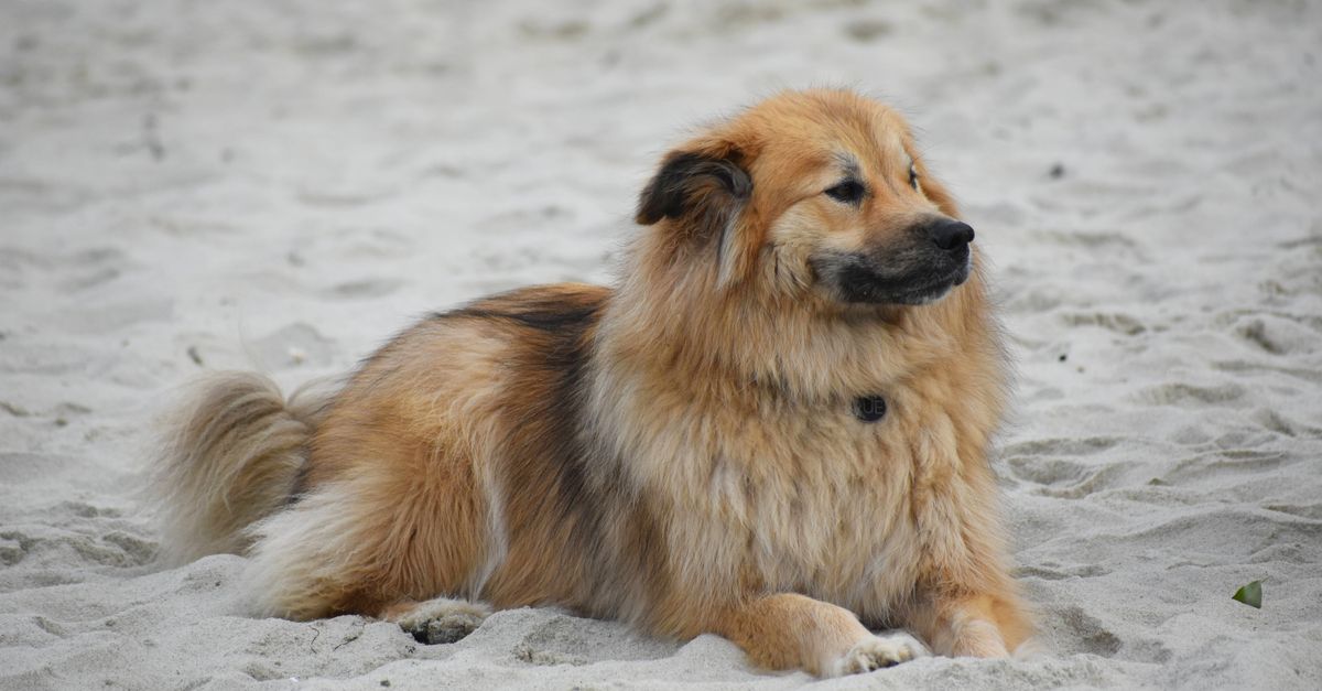 Eurasier : Guide complet race chien 2026