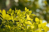 Close-Up of Sunlit Green Leaves Outdoors