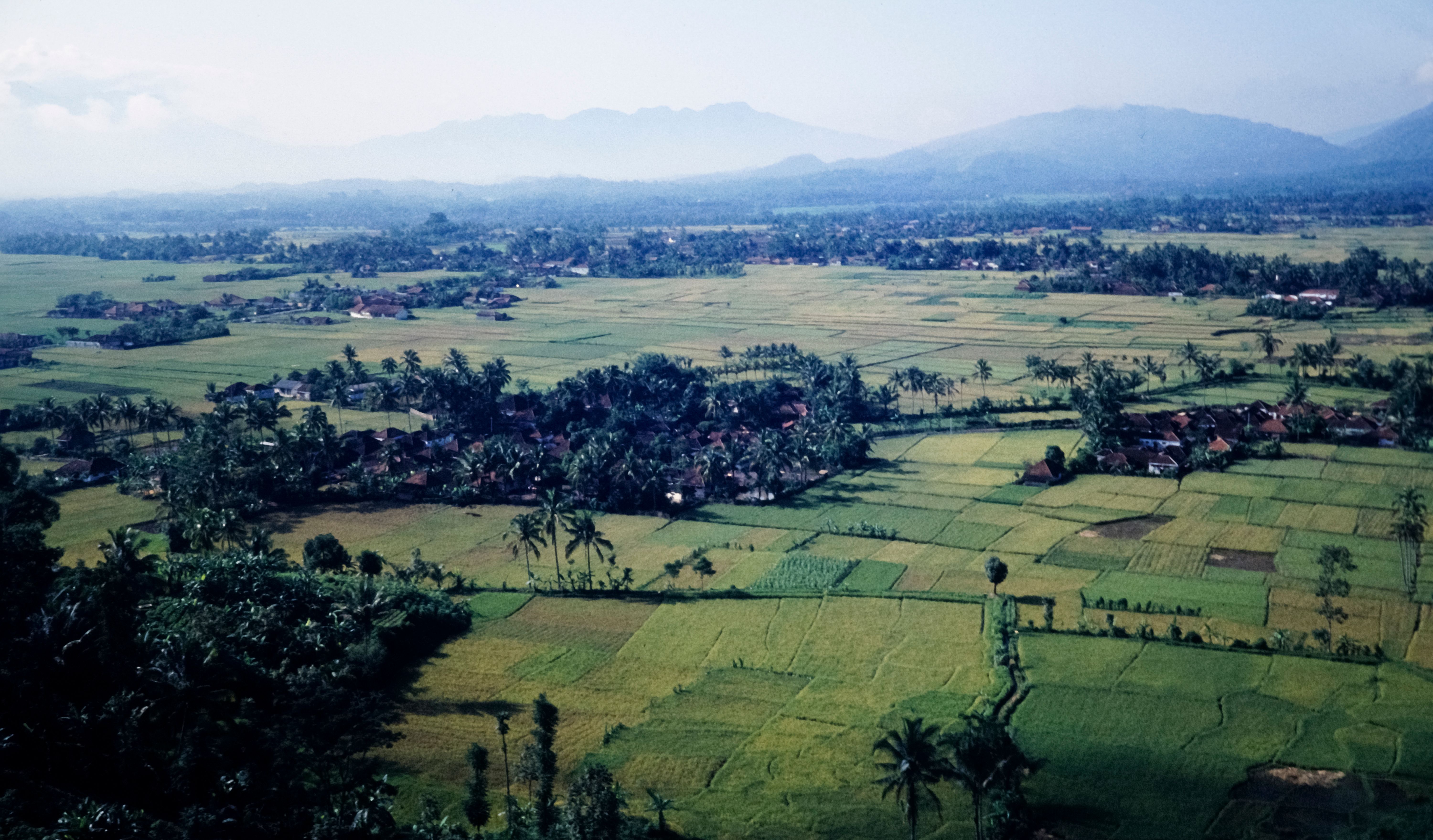 Aerial View of Lush Rice Fields in Indonesia · Free Stock Photo