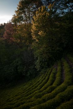Captivating view of lush tea plantations nestled in Fındıklı, Rize, during a tranquil sunrise.