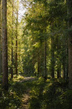 A tranquil forest scene with a sunlit pathway surrounded by tall trees.