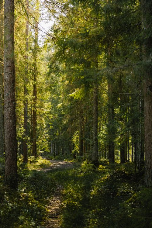Free A tranquil forest scene with a sunlit pathway surrounded by tall trees. Stock Photo