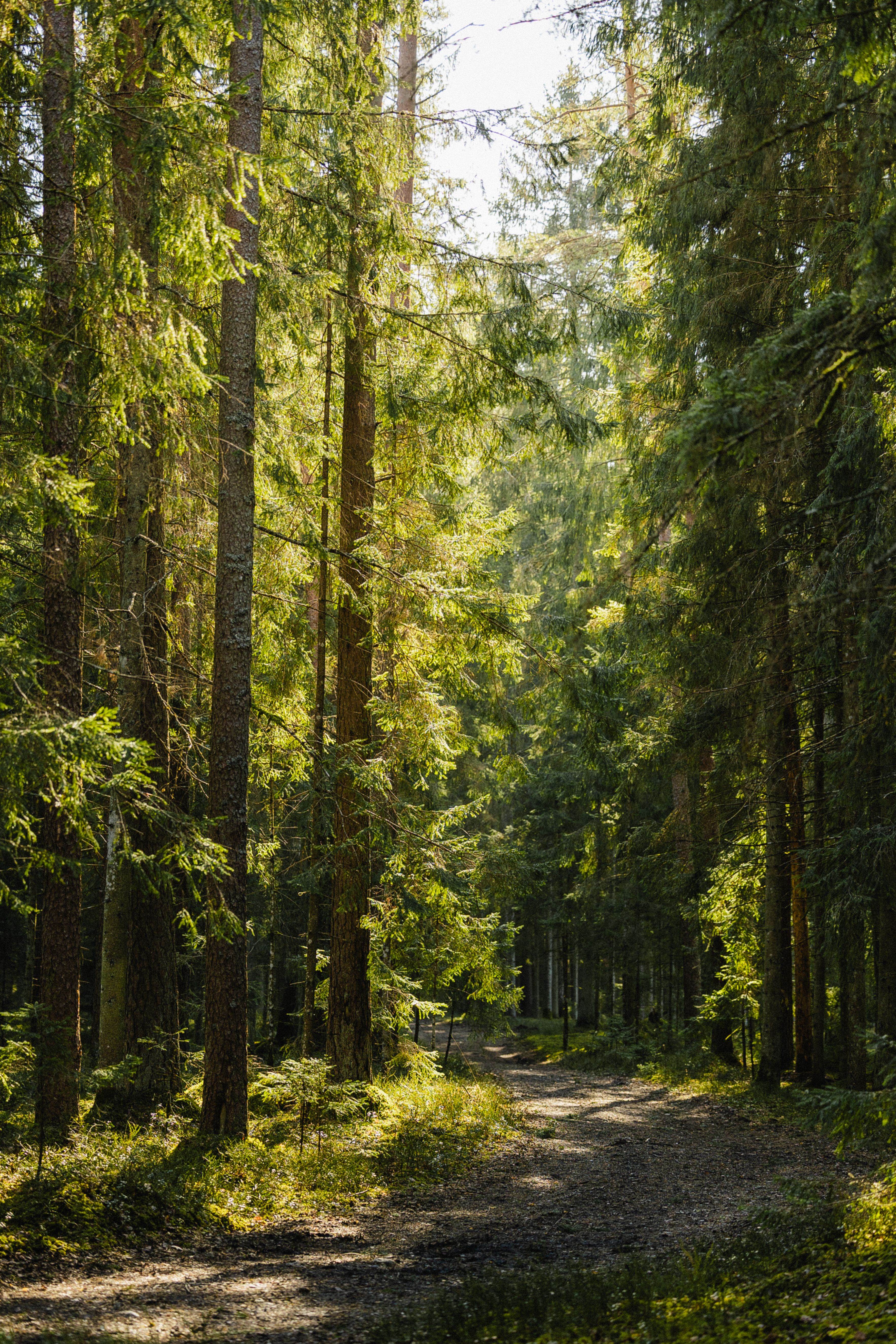 Sentier Forestier Pittoresque Sous Des Arbres Ensoleillés · Photo gratuite