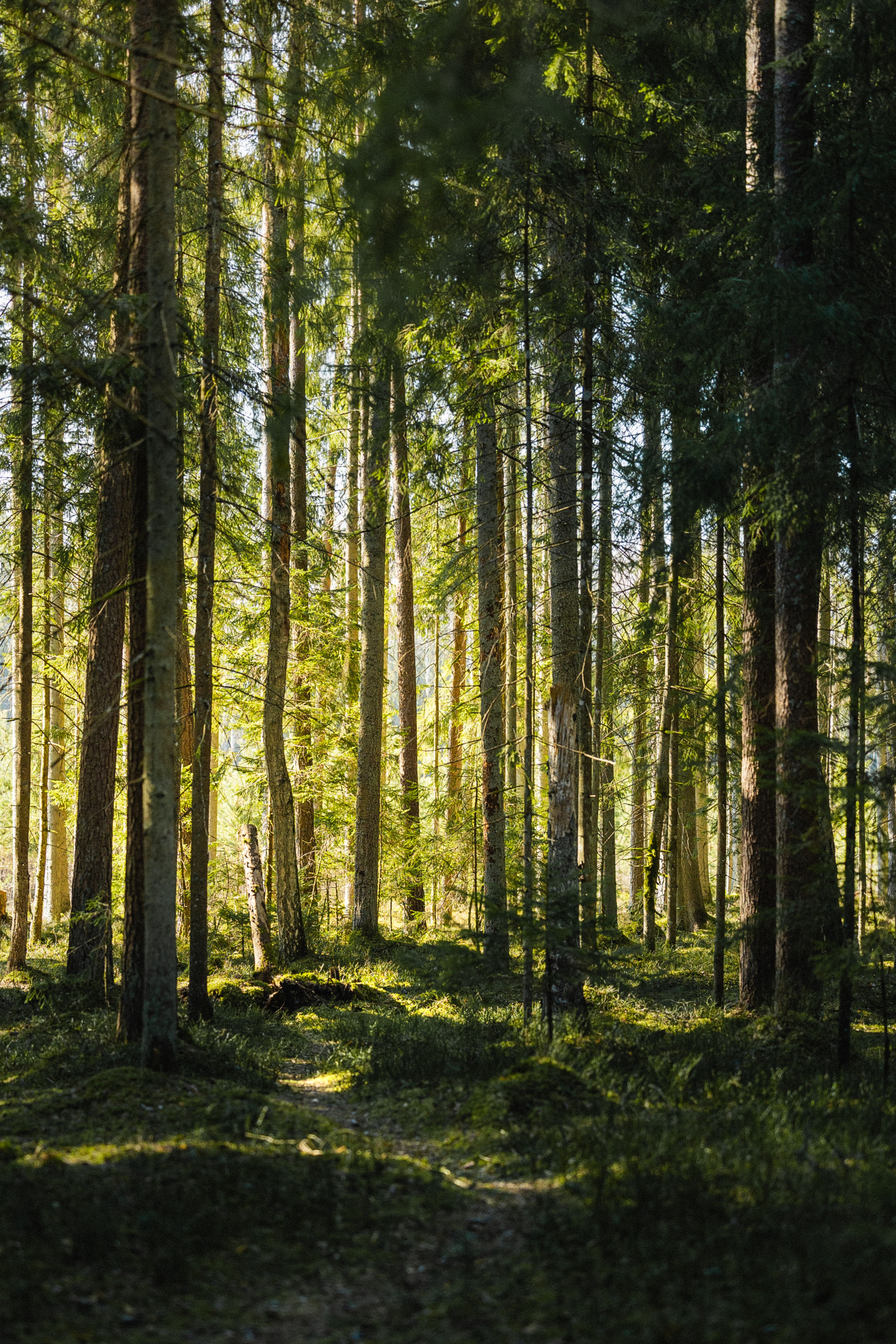Serene Sunlit Forest Pathway in Summer · Free Stock Photo