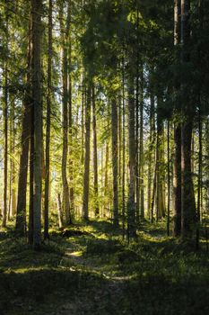 Discover tranquility in a sunlit forest with tall trees and a peaceful pathway, perfect for nature lovers.