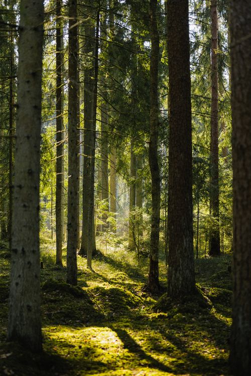 Free A tranquil sunlit forest scene with tall pines casting long shadows on the mossy ground. Stock Photo