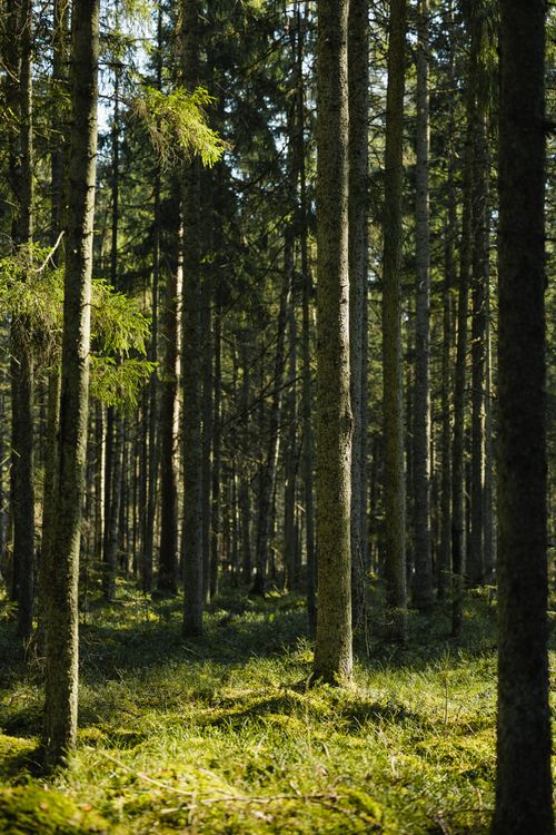 Free Tranquil forest view with tall pines and dappled sunlight, creating a serene natural atmosphere. Stock Photo