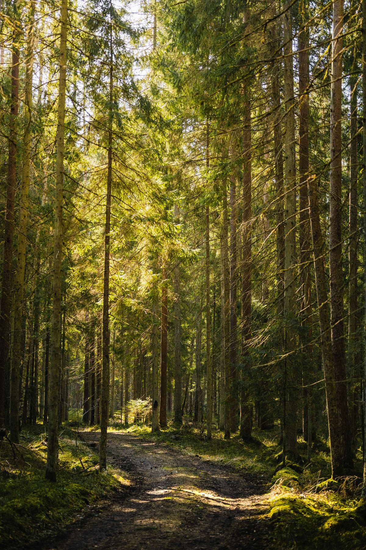 Calm Forest Photos, Download The BEST Free Calm Forest Stock Photos ...