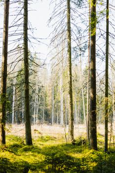 Explore a serene spring forest with tall trees and filtered sunlight, offering a peaceful natural escape.
