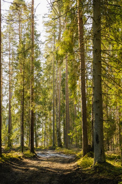 Free A tranquil forest pathway illuminated by sunlight in a peaceful woodland setting. Stock Photo