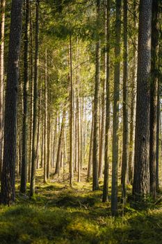 A serene forest view with tall pine trees illuminated by sunlight, capturing the essence of spring.