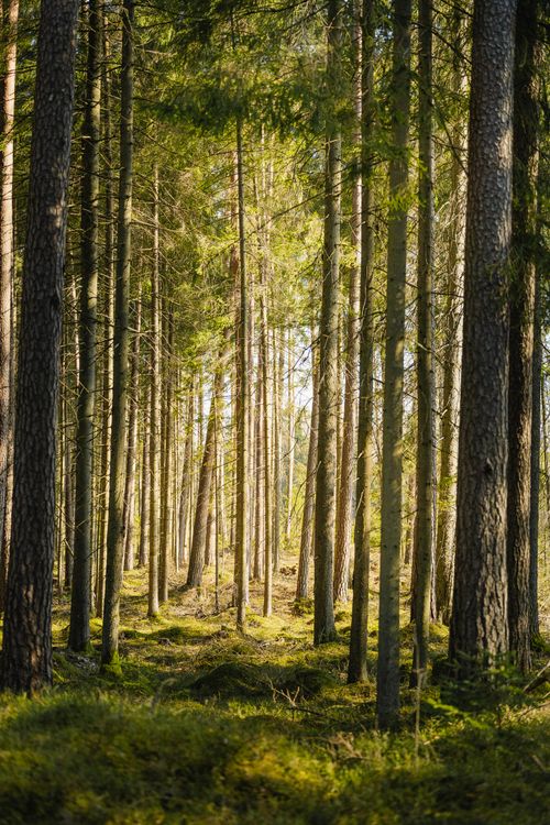Free A serene forest view with tall pine trees illuminated by sunlight, capturing the essence of spring. Stock Photo