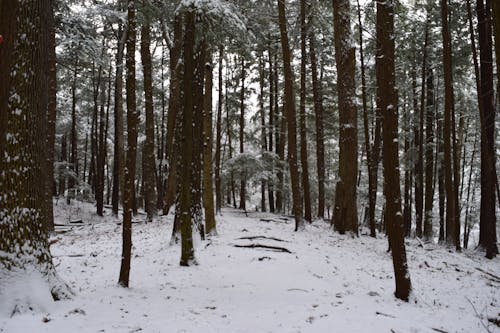 Free stock photo of forest, snow, tree Stock Photo