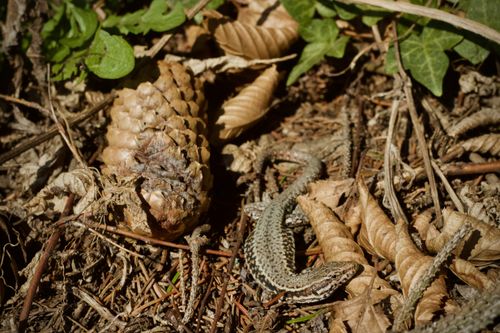 Free A lizard blends into the forest floor among pine cones and leaves in natural sunlight. Stock Photo