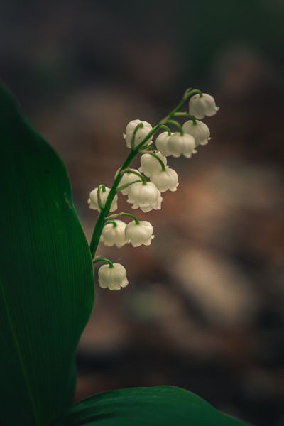 Photo Of Lily Of The Valley · Free Stock Photo