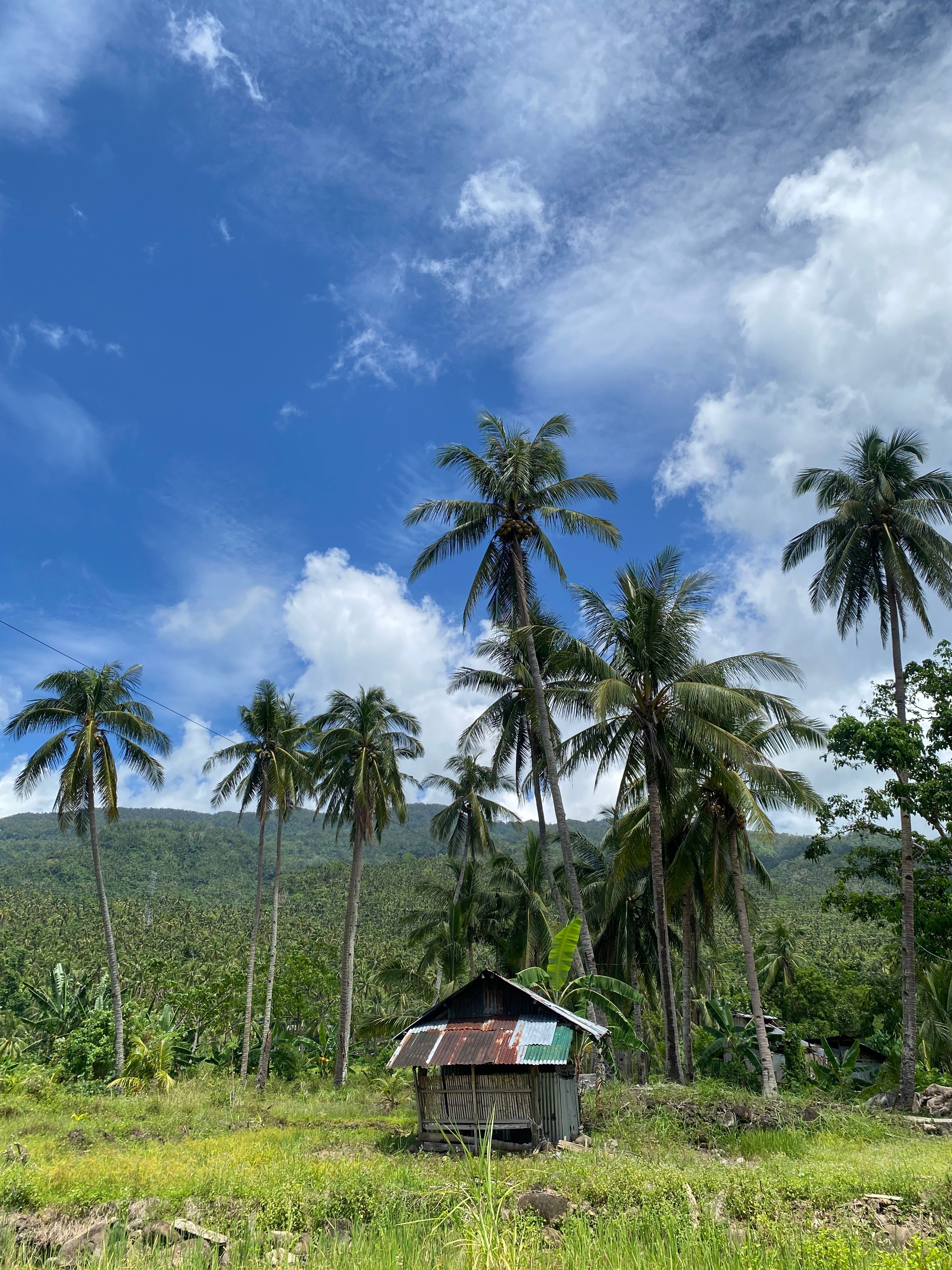 Rustic Hut Amidst Palm Trees in Philippine Countryside · Free Stock Photo