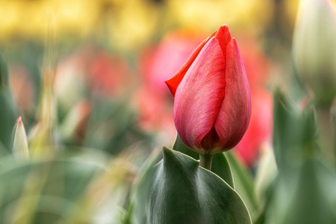 Vibrant Red Tulip Flower in Spring Garden · Free Stock Photo