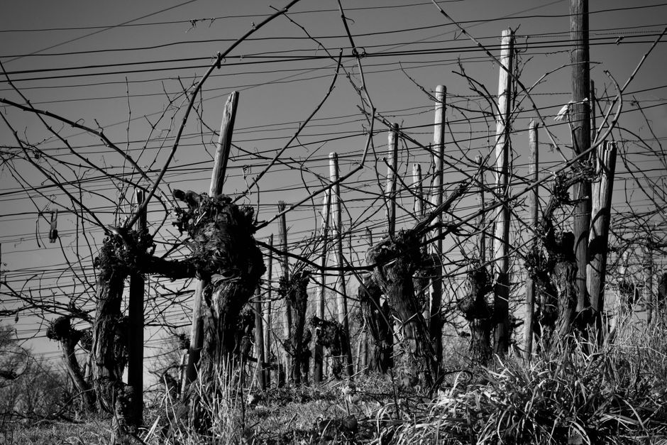 Black and white photograph of a vineyard with bare vines in winter, showcasing a rustic atmosphere.