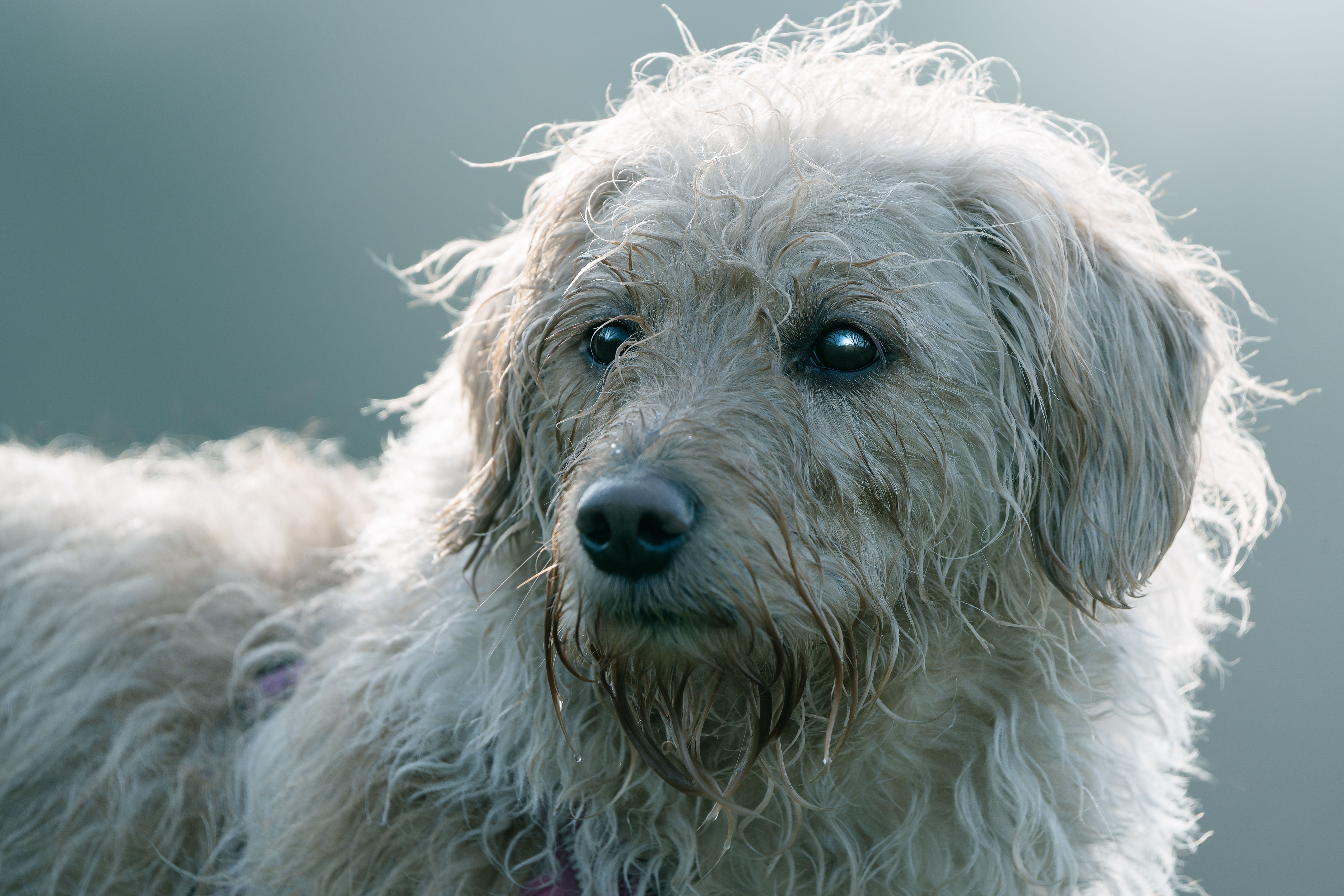 Veterinary care for a pet