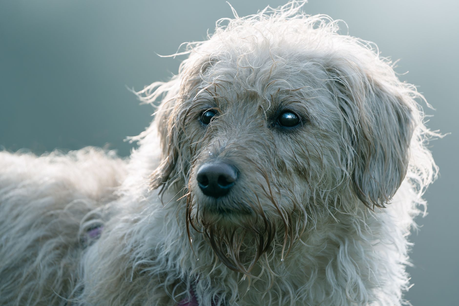 Veterinary care for a pet