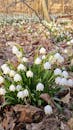 Cluster of Spring Snowflakes in Woodland