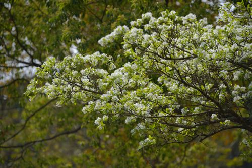 Free A vibrant forest scene in Vietnam with blooming trees showcasing delicate white flowers. Stock Photo