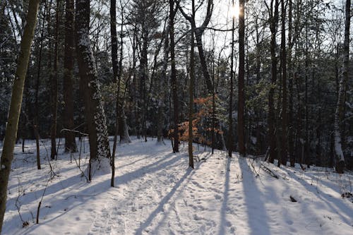 Free stock photo of snow, sun, sunrays Stock Photo