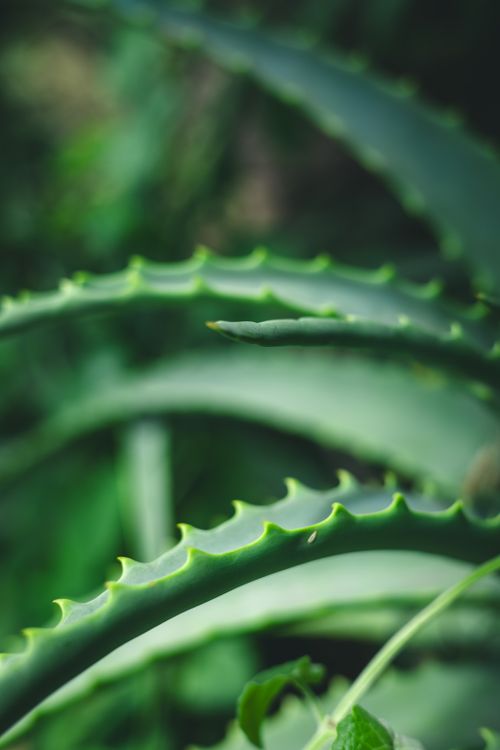 Free Detailed close-up of aloe vera plant highlighting its spiky leaves and vibrant green color. Stock Photo