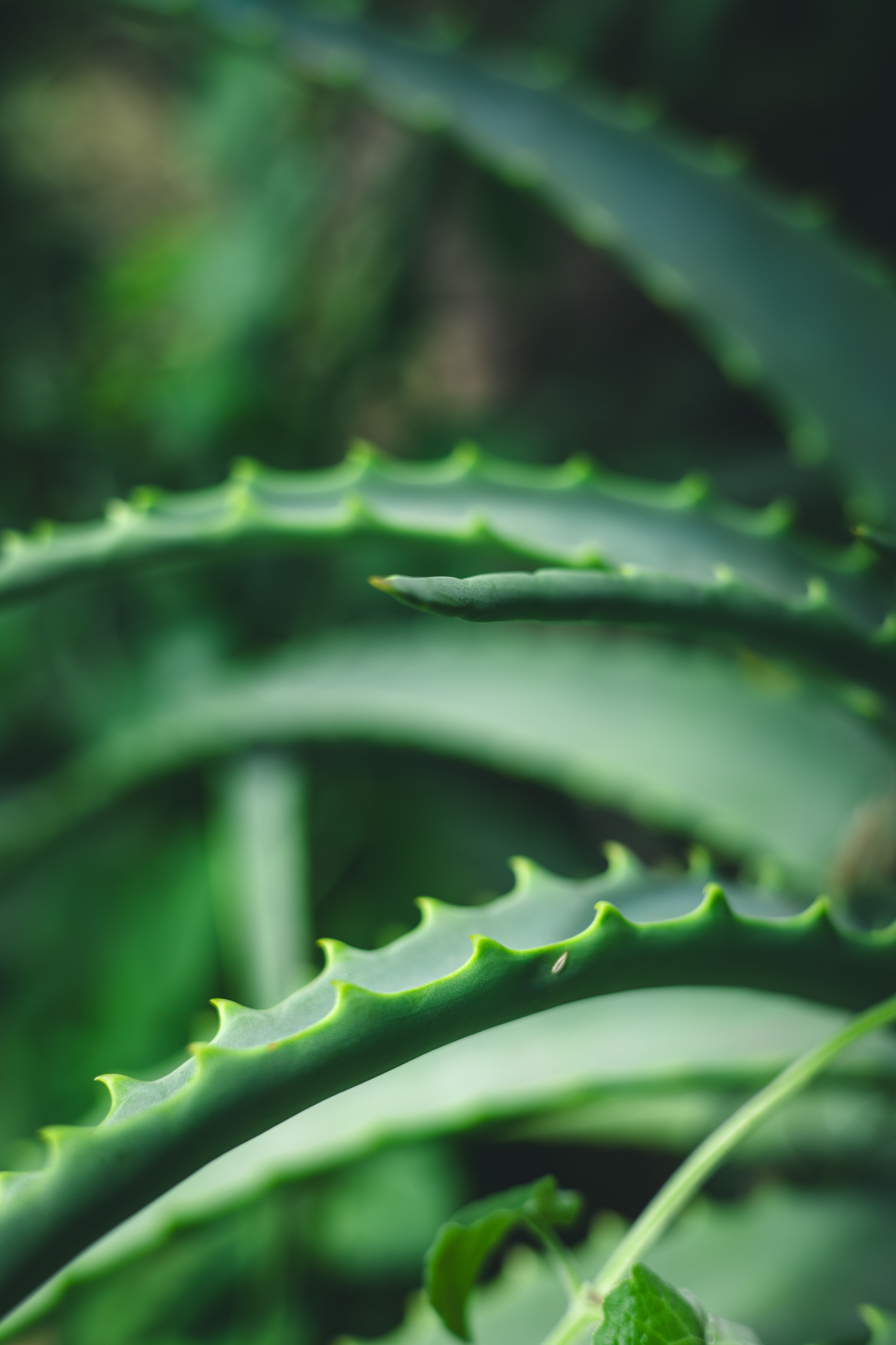 Photographie De Gros Plan De L'usine D'aloe Vera  Photo gratuite
