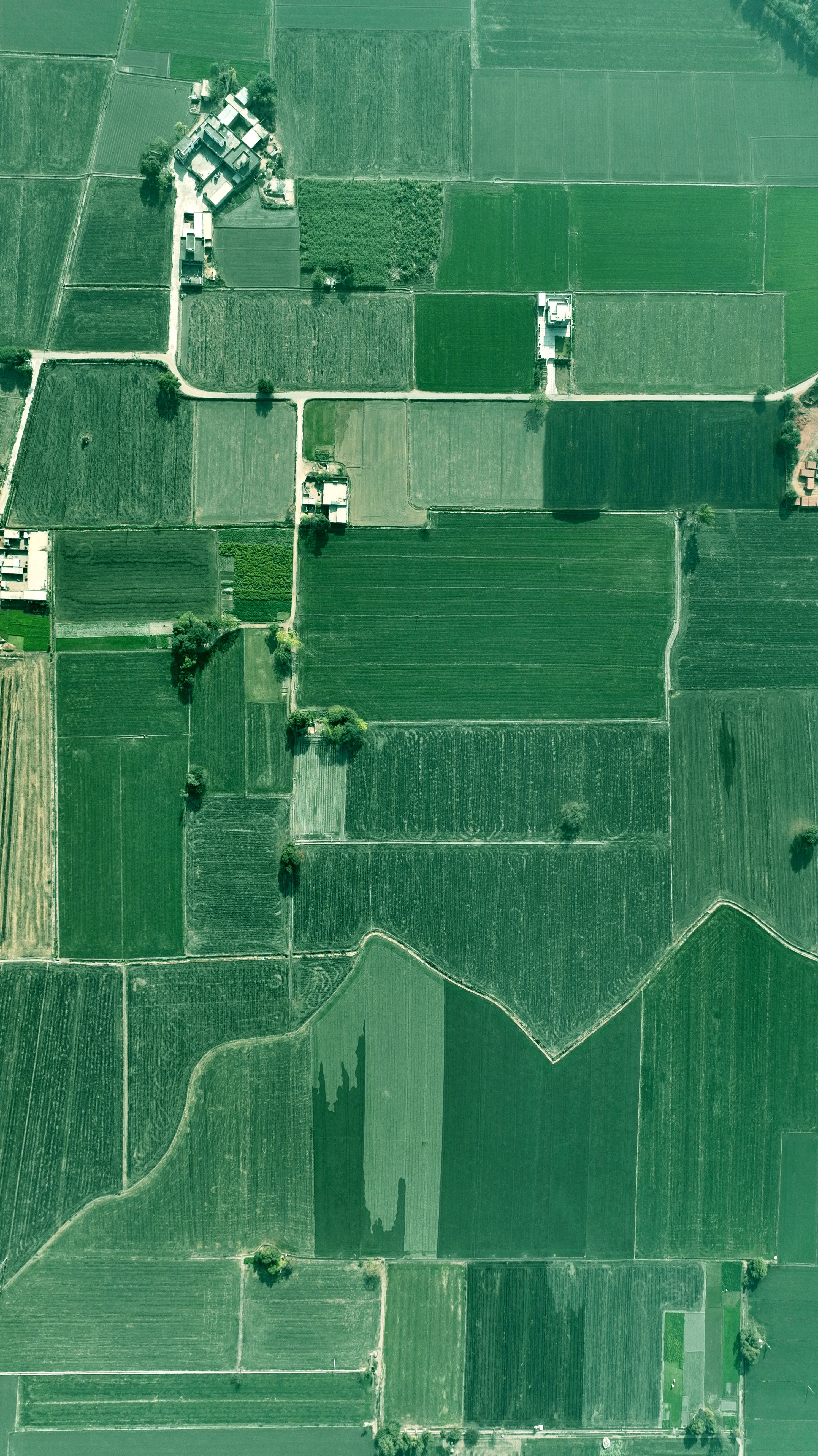 Rural fields in India